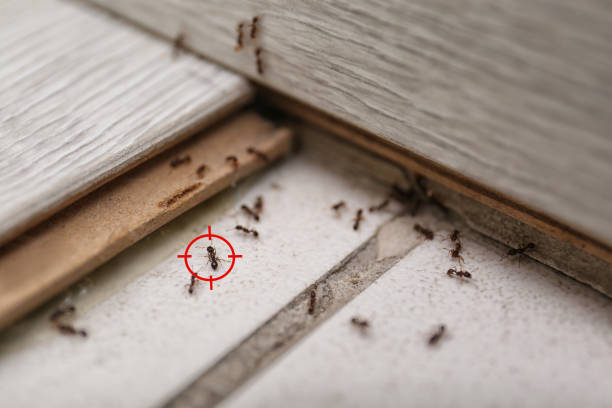 Best Emergency Pest Control  in De Leon Springs, FL